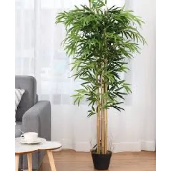 Natural Bamboo Plant