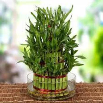 Natural Bamboo Plants