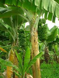 Monthan Banana Plant Manufacturer