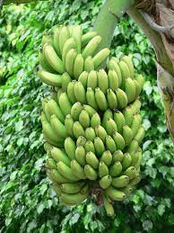 G9 Banana Plant Manufacturer