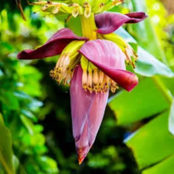  Banana Flower