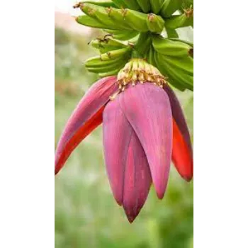 Natural Banana Flowers