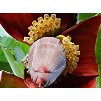 Natural Banana Flowers