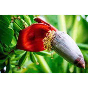 Natural Banana Flowers