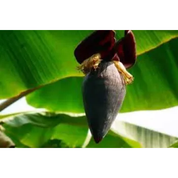 Natural Banana Flowers