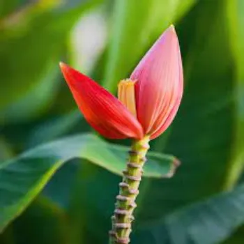 Natural Banana Flowers