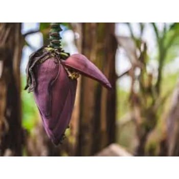 Fresh Banana Flower