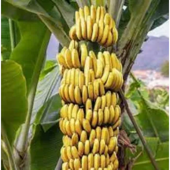 Natural Banana Plants