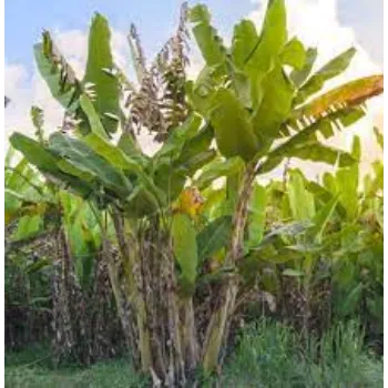 Organic Banana Plants