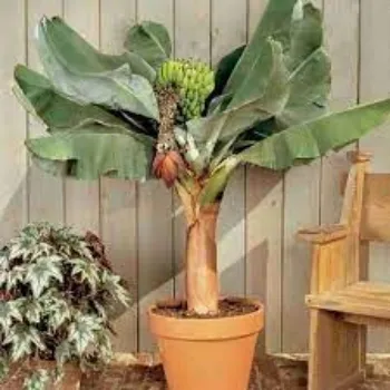 Common Banana Plants