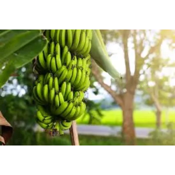 Organic Banana Plant Manufacturer