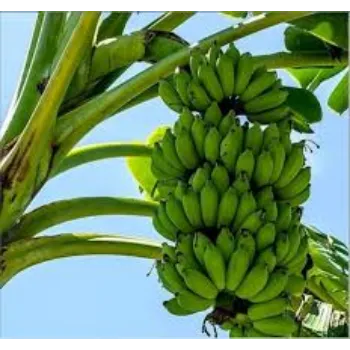 Natural Banana Plants