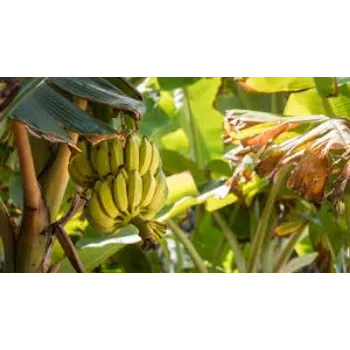 Fresh Banana Plant