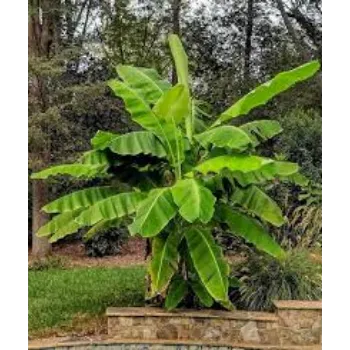 Malbhog Banana Plant Trade