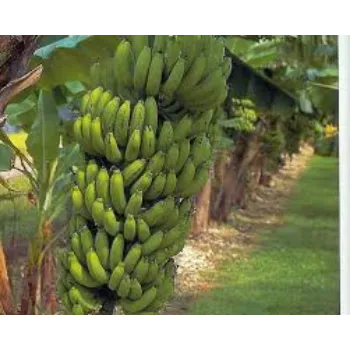 Organic Banana Plant Manufacturer