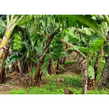 Fresh Banana Plant Manufacturer