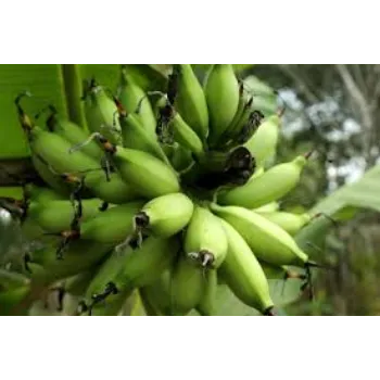 Organic Banana Muluk Plant Manufacturer