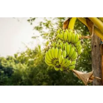 Common Banana Plants Manufacturer