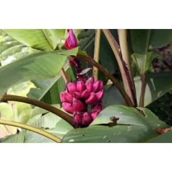 Red Banana Plant