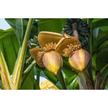 Organic Banana Flowers