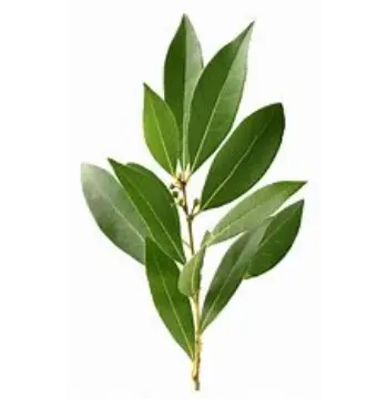 Fresh Bay Leaf