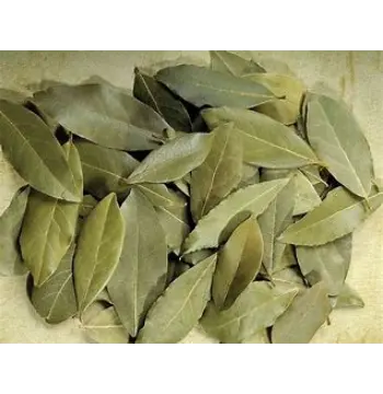 Fresh Bay Leaf