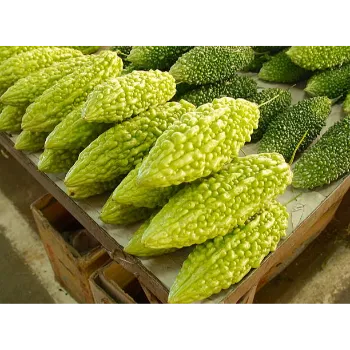  Fresh Bitter Gourd