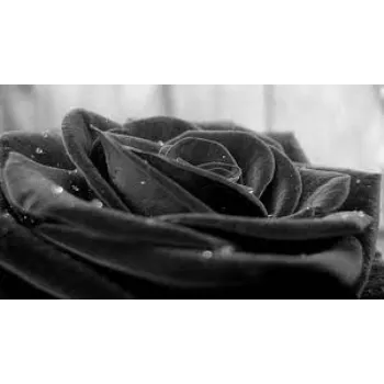  Black Rose