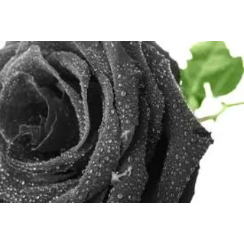  Black Rose