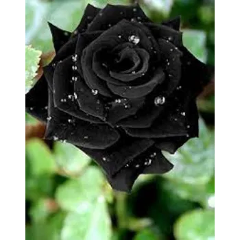 Natural Black Rose