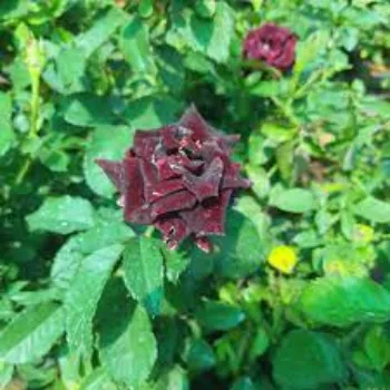 Natural Black Rose