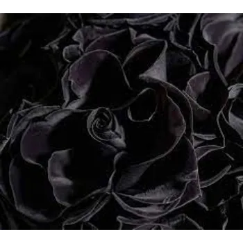 Natural Black Rose