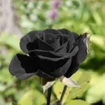 Fresh Black Roses