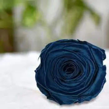 Organic Black Rose