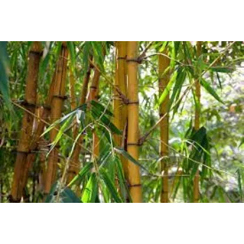 Bamboo Plant