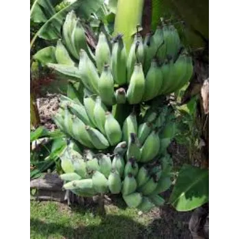 Banana Plant