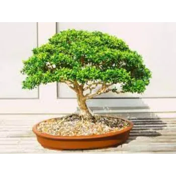 Organic Bonsai Plants