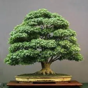 Common Bonsai Plants