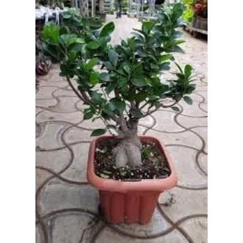 Natural Bonsai Plants