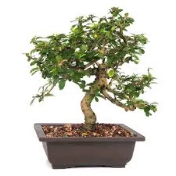 Natural Bonsai Plant