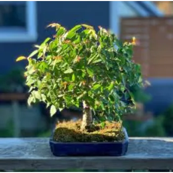 Common Bonsai Plant