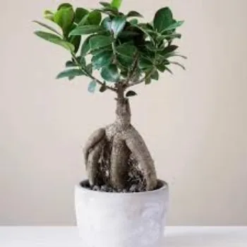 Fresh Bonsai Plant