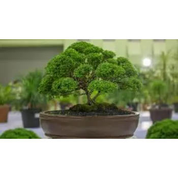 Organic Bonsai Plant