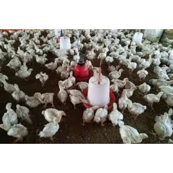 Organic Poultry Broiler Feed