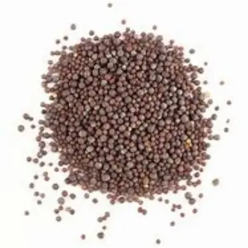 Brown Mustard Seeds