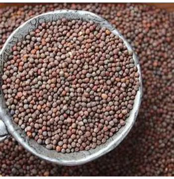 Fresh Brown Mustard Seeds