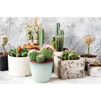 Cactus Plants