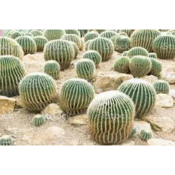 Natural Cactus Plants