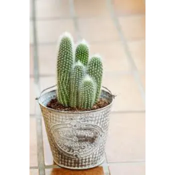 Fresh Cactus  Plant