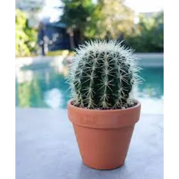 Natural Cactus Plant